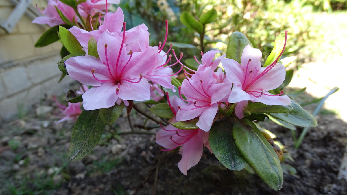 Shintoke no hagasane